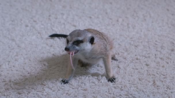 Meerkat Eet Een Muis Een Wit Tapijt Thuis — Stockvideo