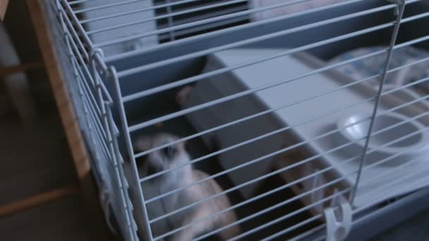 Meerkat essaie de sortir de la cage. Animaux domestiques à la maison . — Video
