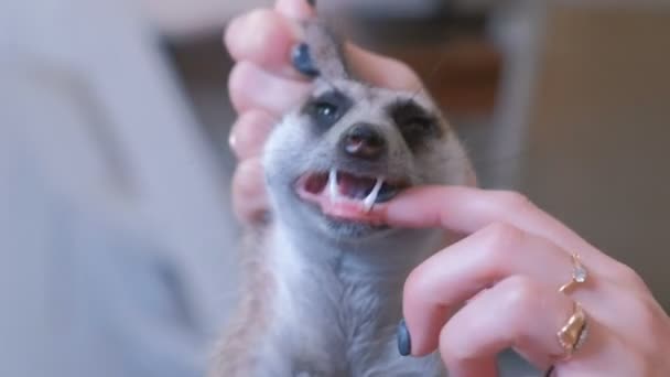 Mulher examina meerkats dentes, segurando-o em suas mãos . — Vídeo de Stock