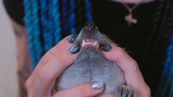Woman examines meerkats teeth, holding it in her hands. — Stock Video