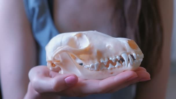 Skull of a fox on a womans hand close-up. — Stock Video