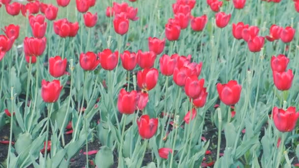 Gebied van de mooie rode tulpen in het voorjaar. — Stockvideo