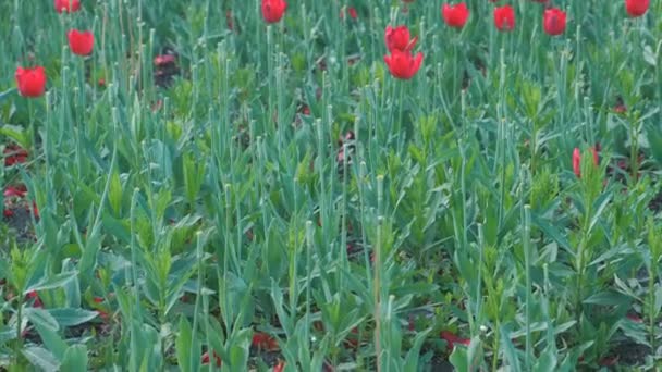 Flowerbed with beautiful red tulips in the Park. — Stock Video