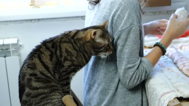 Gato sentado detrás de una mujer tejiendo en un telar . — Vídeo de stock