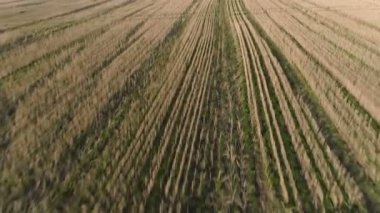 Gün batımı erken bahar, havadan panoramik görünümü, yeşil alanlar üzerinde uçuş