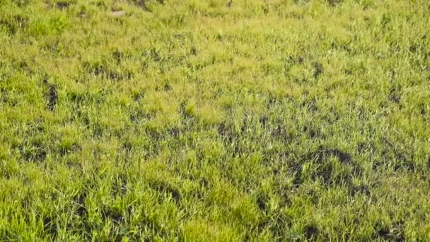 Gramado verde na primavera. Grama é comprimento médio. Close-up . — Vídeo de Stock