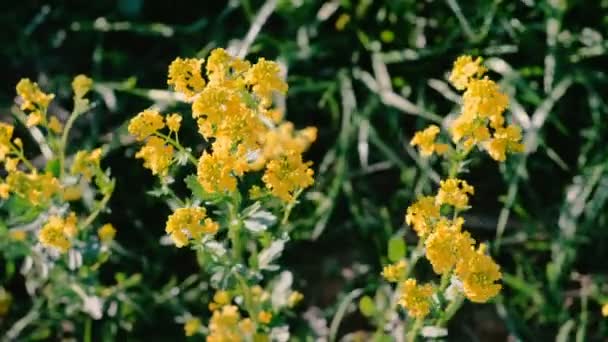 Желтые маленькие цветы на лугу крупным планом . — стоковое видео