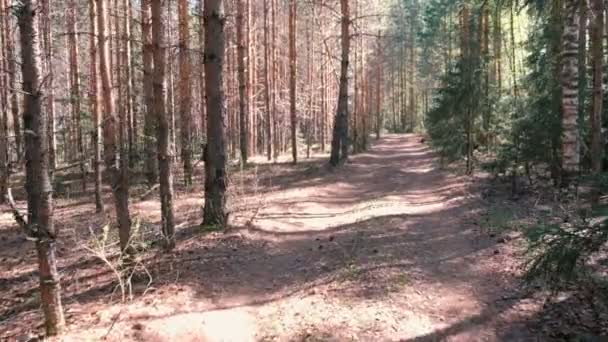 Vrouw in sportkleding is Jogging in het Park. Achteraanzicht. Slow motion. — Stockvideo