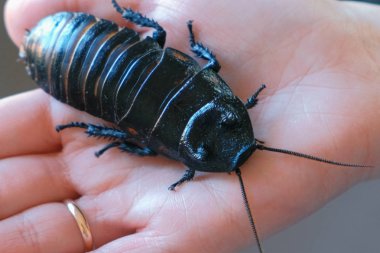 Gromphadorhina portentosa tıslayan hamamböceği Madagaskar hamamböceği en büyük türlerinden biri erkek. Kadının el üzerinde oturur.