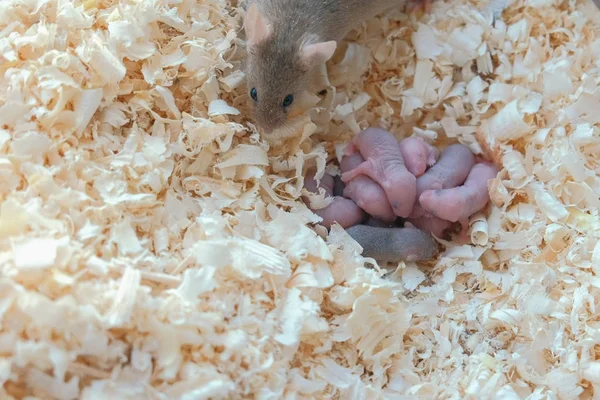 Yeni doğan küçük fareler anneleri yuvadaki ile kör. — Stok fotoğraf