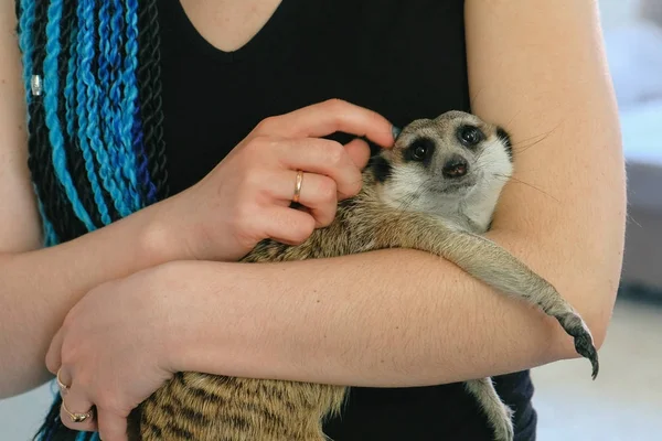 Woman hold meerkat on hands at home. Close-up hands and meerkat. — Stock Photo, Image