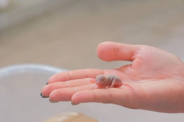 Yeni doğan küçük kör fare kadının elinde. Yakın çekim kadının el.