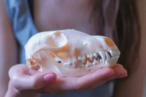 Skull of a fox on a womans hand close-up.
