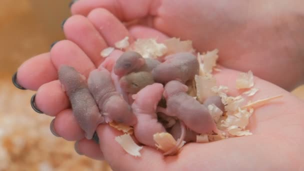 Pasgeboren weinig blind muizen in handen van de dames. Close-up dames handen. — Stockvideo