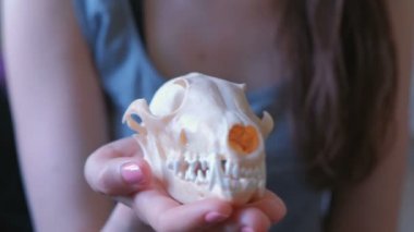 Bir kadının el yakın çekim bir tilki kafatası.