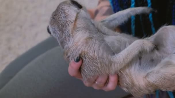 Meerkat bijt een vinger van de dames. Huisdier spelen met meisje. — Stockvideo