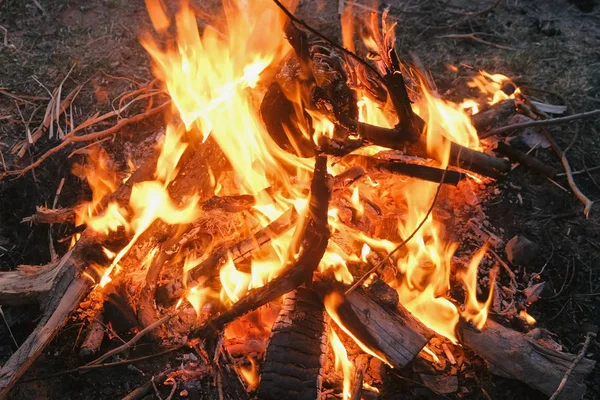 Спалювання багаття сухих гілок в лісі крупним планом . — стокове фото