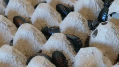 Farklı boyutlarda yakın çekim terrarium içinde Madagaskar hamamböceği.