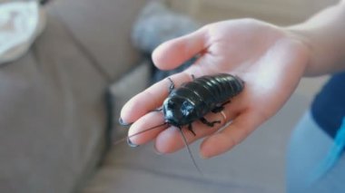 Gromphadorhina portentosa tıslayan hamamböceği Madagaskar hamamböceği en büyük türlerinden biri erkek. Kadının el üzerinde oturur.