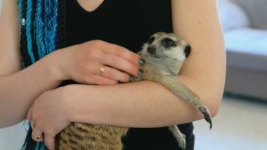 Kadın tutun meerkat evde oluruz. Yakın çekim yakışıklı ve çöl faresi.