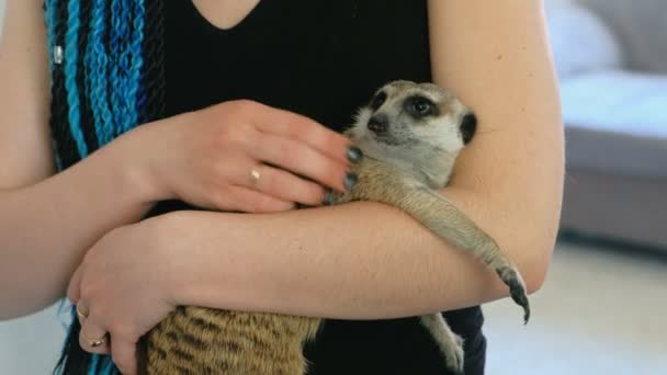 Vrouw houd meerkat op handen thuis. Close-up handen en meerkat. — Stockvideo