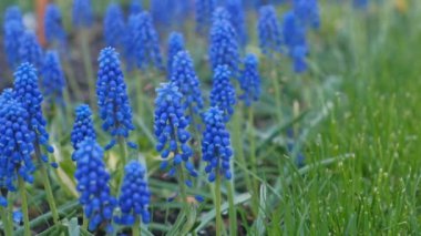 Güzel mavi kır çiçekleri yakın çekim.