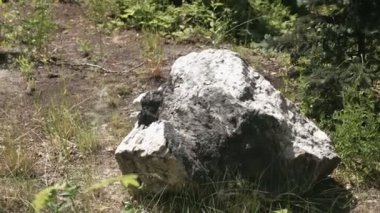 Büyük bir taş. Peyzaj tasarımı.