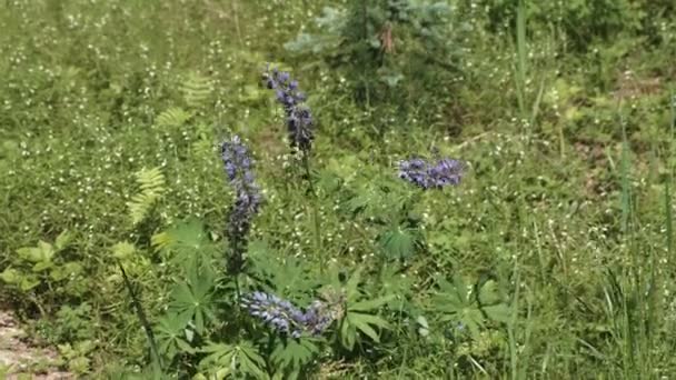 Flores silvestres azules en el prado . — Vídeo de stock