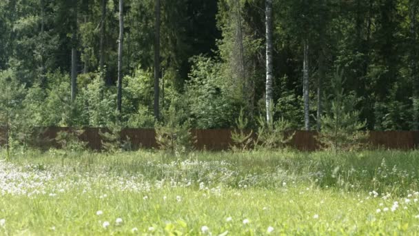 Territorium av hus på landet. Bakgård med äng och staket. — Stockvideo