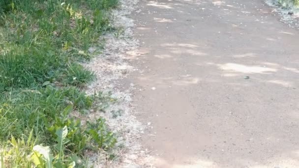 Poplar fluff on the edges of the road. — Stock Video