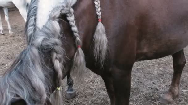 Tranças na crina de um cavalo . — Vídeo de Stock