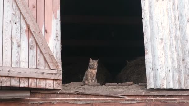 Katze sitzt auf dem Dachboden im Heuboden. — Stockvideo