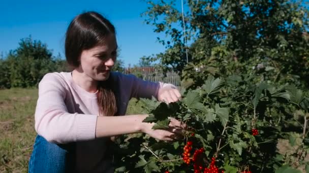 Молода брюнетка їсть ягоди червоної смородини, розриваючи її з кущів на дачі . — стокове відео