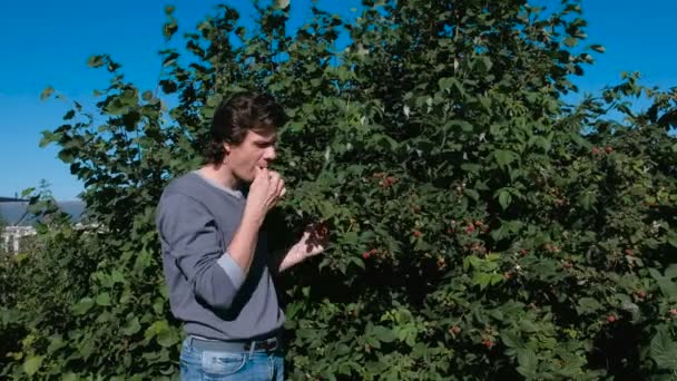 Junger brünetter Mann isst Himbeeren und reißt sie aus dem Gebüsch. — Stockvideo