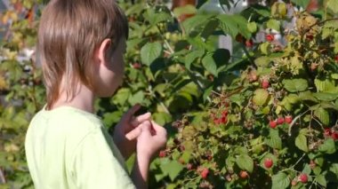 Ülke çalıların üzerinden yırtılma ahududu, çocuk yiyor.