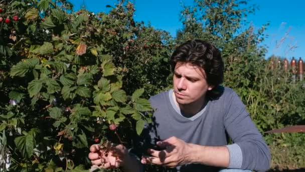 Brunet jongeman eet frambozen, het scheuren van de struiken in het land. — Stockvideo