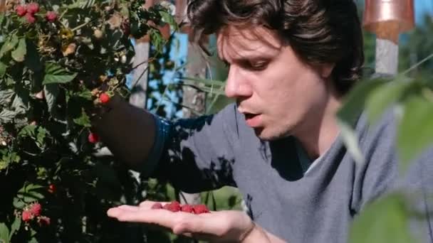 Jeune homme brunet mange des framboises, le déchirer des buissons dans le pays . — Video