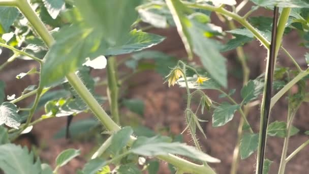 Plants tomatoes with flowers in the greenhouse. — Stock Video