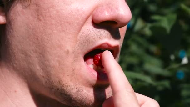 Man eats raspberries, mouth close-up. — Stock Video