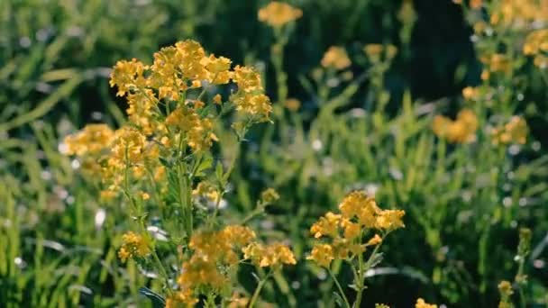 Κίτρινο μικρό λουλούδια σε ένα λιβάδι γκρο πλαν. — Αρχείο Βίντεο
