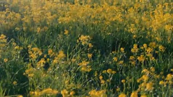 Όμορφη πεδίο κίτρινο μικρό λουλούδια σε ένα λιβάδι. — Αρχείο Βίντεο