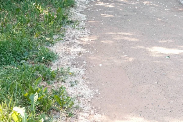 Pelusa de álamo en los bordes de la carretera . — Foto de Stock