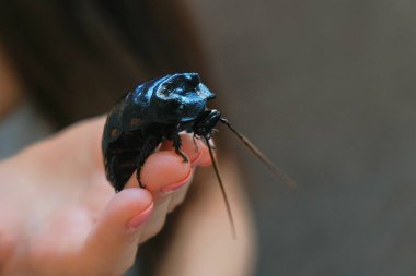 Gromphadorhina portentosa erkek tıslayan hamamböceği, Madagaskar hamamböceği en büyük türlerinden birini tutan genç kadın. Yakın çekim el.