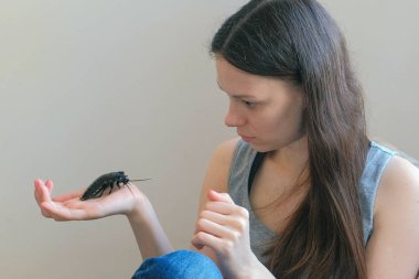 Gromphadorhina portentosa erkek tıslayan hamamböceği, Madagaskar hamamböceği en büyük türlerinden birini tutan genç kadın.