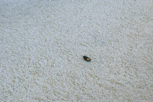 Male of Gromphadorhina portentosa the hissing cockroach, one of the largest species of Madagascar cockroach. Sits on the carpet. — Stock Photo, Image