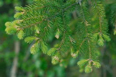 Dalları ile yeni genç lahanası iğneler yakın çekim yedim.