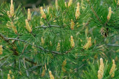 Çam dallarında genç yeşil tümsekler.