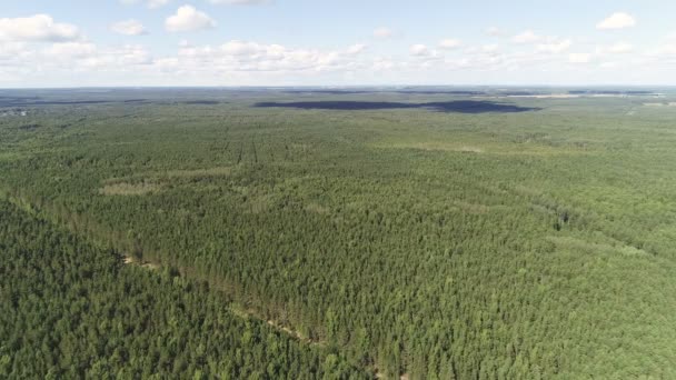 Mooie luchtfoto van het groene woud. Landschap met lucht en bos. — Stockvideo