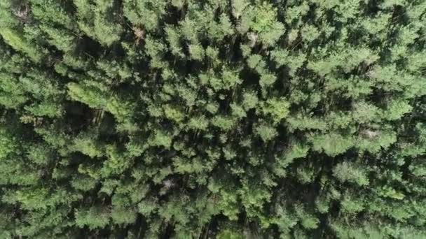 Verão sol quente luz floresta vista aérea. Voando sobre a floresta de cima . — Vídeo de Stock