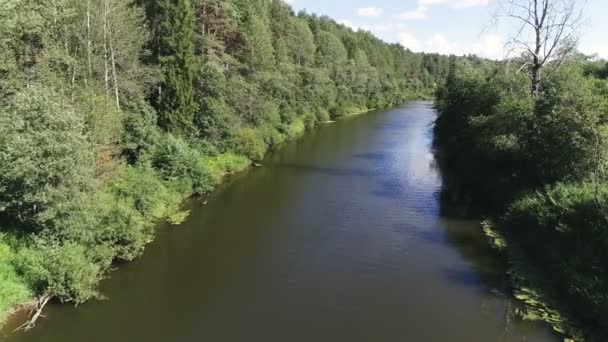 Vista aérea bonita do rio entre a floresta no dia ensolarado do verão . — Vídeo de Stock